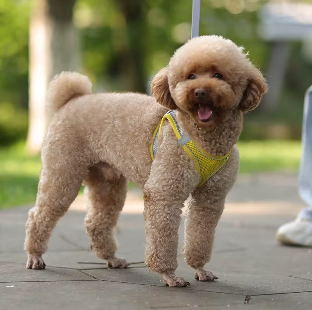 Dog Harness With Leash Yellow In Background Outdoors - Eagalite