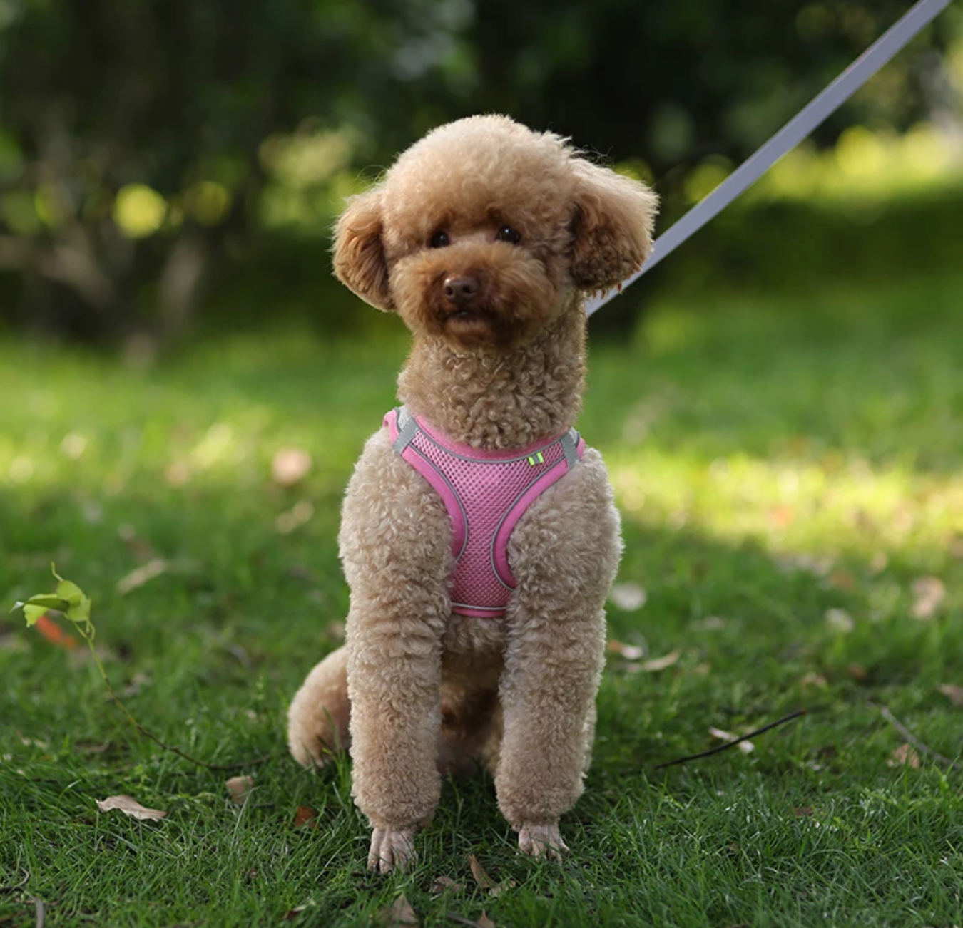 Dog Harness With Leash Pink In Background Dog - Eagalite