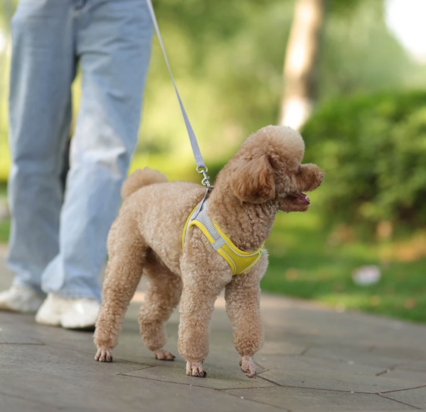 Dog Harness With Leash Yellow In Background Dog - Eagalite